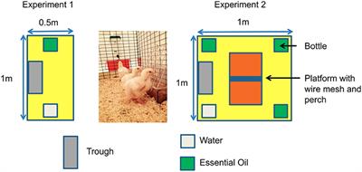 Spontaneous Intake and Long-Term Effects of Essential Oils After a Negative Postnatal Experience in Chicks